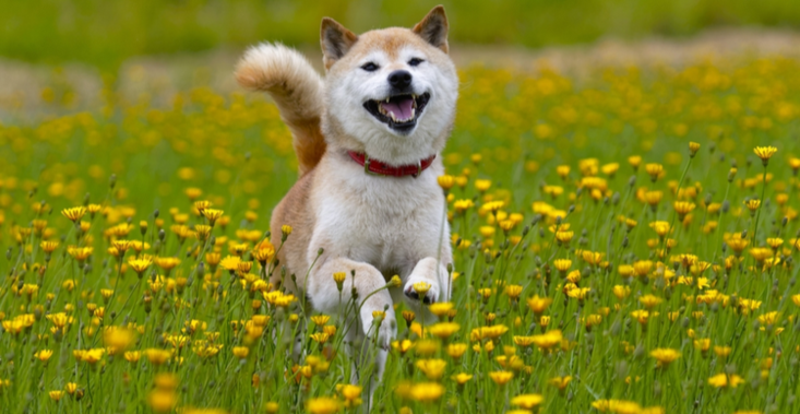 Shiba Inu looks to bounce after another dip