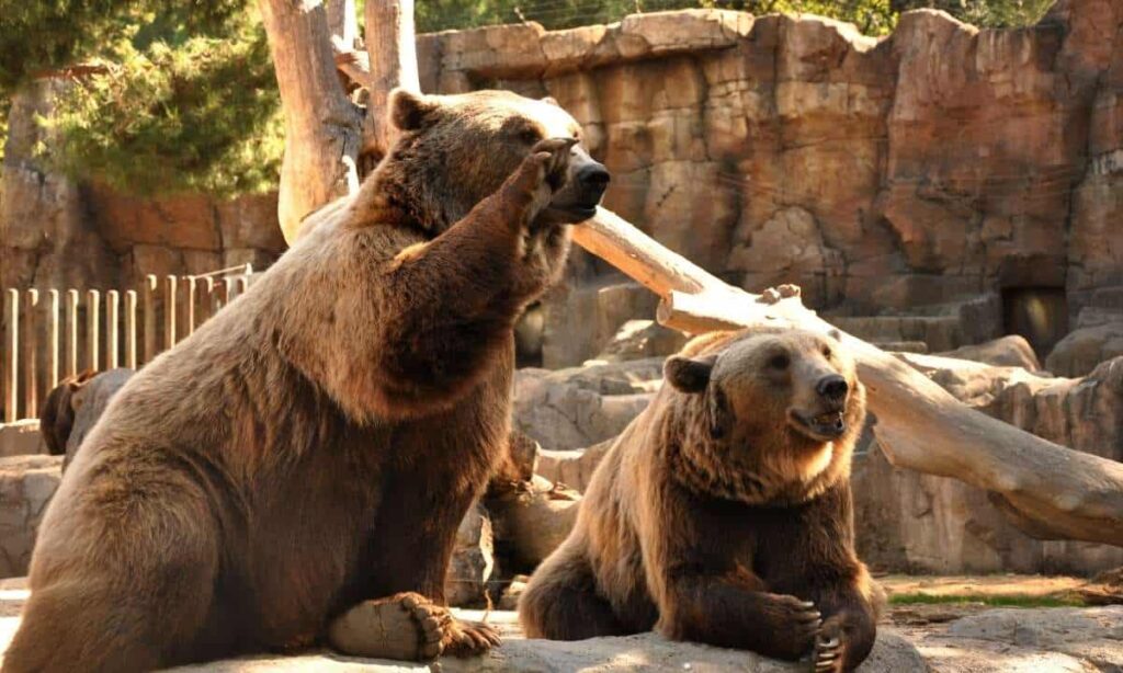 Peter Brandt Warns of Bitcoin Bear Trap as BTC Dumps $1K Daily